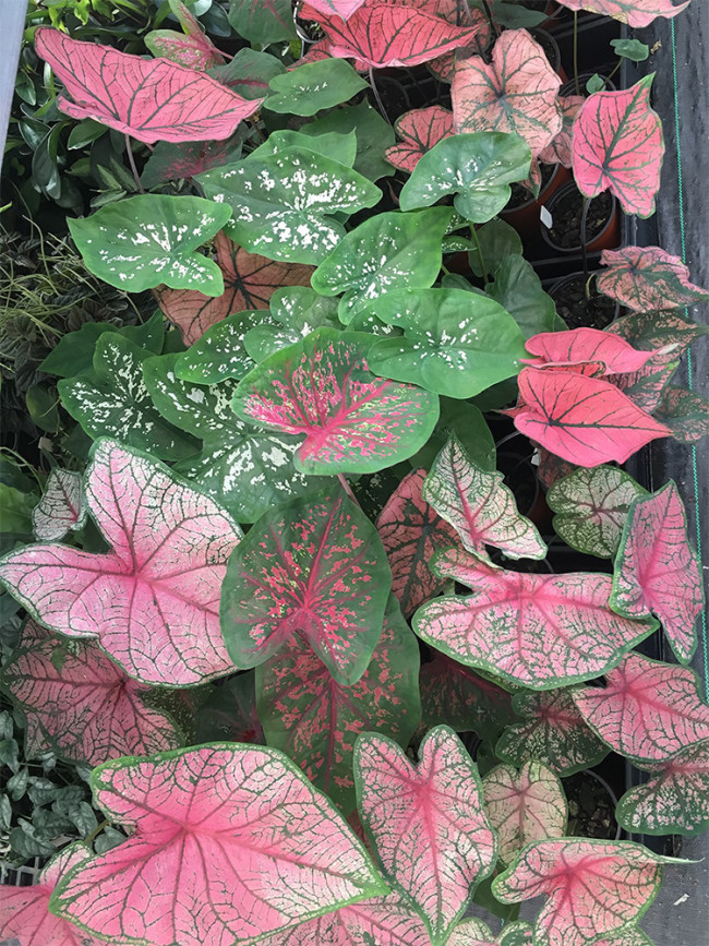 Caladiums Sweetheart, Mixed