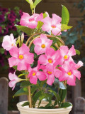Mandevilla Vine, Pink