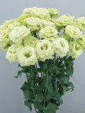 Eustoma, Colors Opitional
