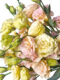 Eustoma, Colors Opitional