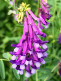 Bellfarm® Purple Hairy Vetch Seeds