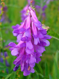 Bellfarm® Purple Hairy Vetch Seeds