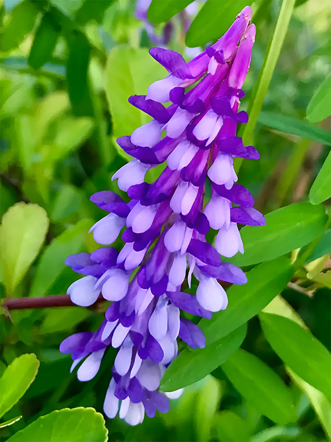 Bellfarm® Purple Hairy Vetch Seeds