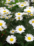 Bellfarm® Chrysanthemum Robinson's Mix Seeds