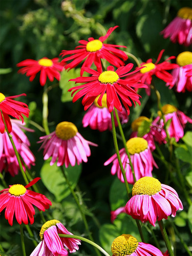Bellfarm® Chrysanthemum Robinson's Mix Seeds