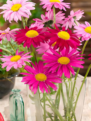 Bellfarm® Chrysanthemum Robinson's Mix Seeds