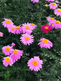 Bellfarm® Chrysanthemum Robinson's Mix Seeds