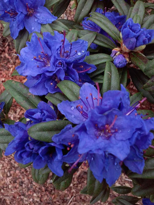 Azalea, Blue