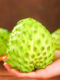 Bellfarm® Soursop