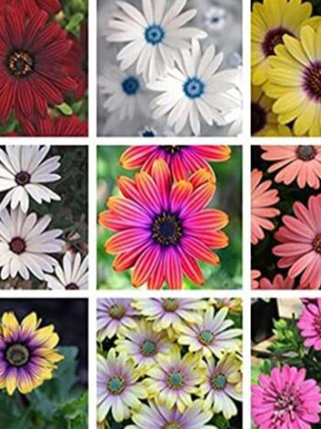 African Eyed Daisy, Mixed