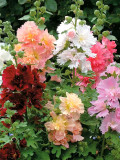 Bellfarm® Alcea Mixed, Double Flowers