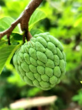 Bellfarm® Soursop
