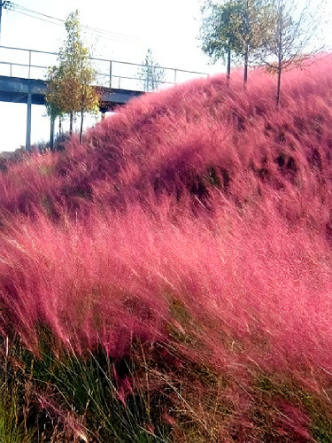 Bellfarm® Pink Muhly Grass