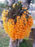 Phalaenopsis Orchid, Orange