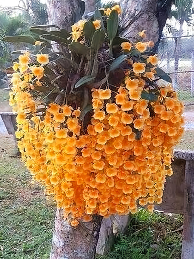 Phalaenopsis Orchid, Orange