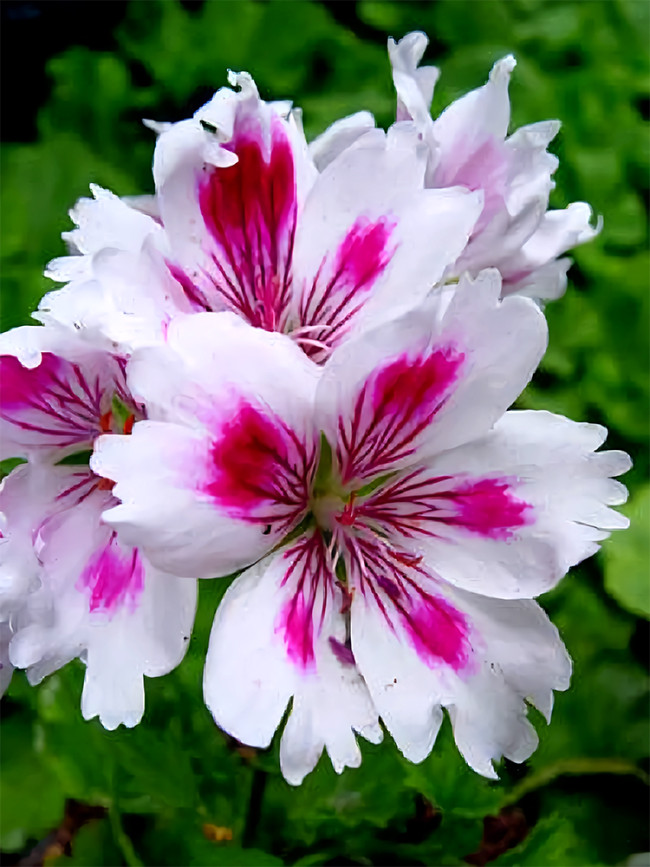 Geranium 'Arnside Fringed Aztec'
