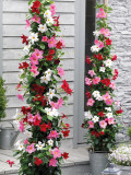Mandevilla Sanderi, Mixed