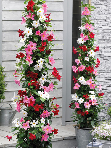 Mandevilla Sanderi, Mixed
