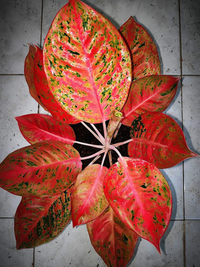 Aglaonema 'Pink Dud'