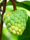 Bellfarm® Soursop