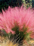 Bellfarm® Pink Muhly Grass