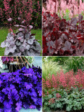 Heuchera, Mixed