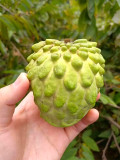 Bellfarm® Soursop
