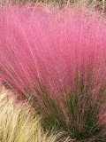 Bellfarm® Pink Muhly Grass