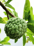 Bellfarm® Soursop