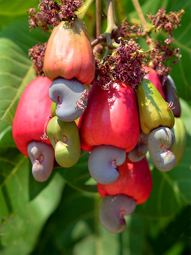 Bellfarm® Cashew Tree