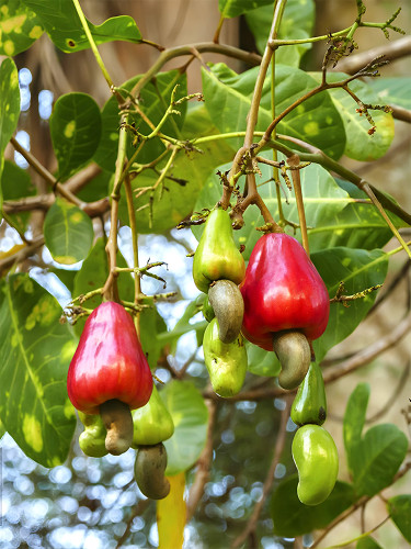 Bellfarm® Cashew Tree