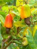 Bellfarm® Cashew Tree