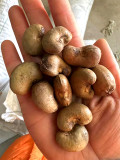 Bellfarm® Cashew Tree