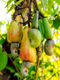 Bellfarm® Cashew Tree
