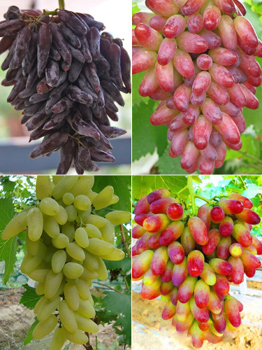 Finger Grape, Mixed