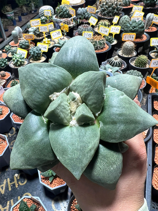 Ariocarpus Retusus