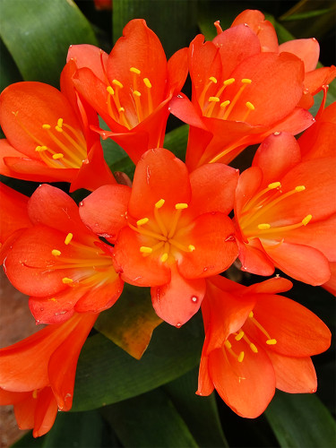 Clivia Seeds, Orange
