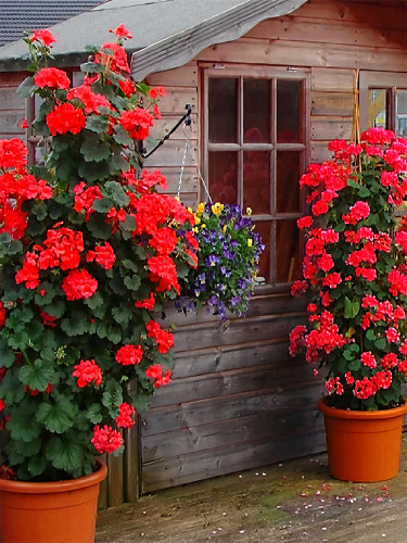 Climbing Geranium, Red