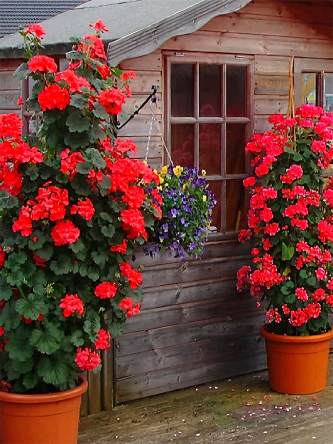 Climbing Geranium, Red