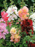 Bellfarm® Alcea Mixed, Double Flowers
