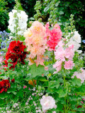 Bellfarm® Alcea Mixed, Double Flowers