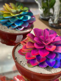 Echeveria, Rainbow