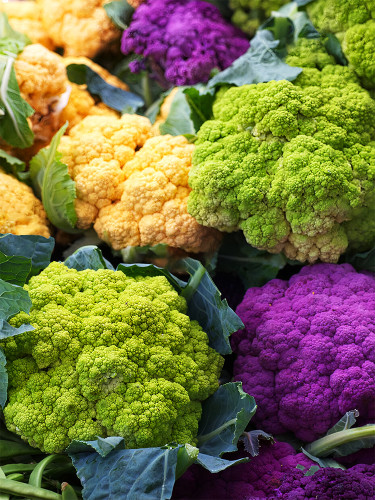 Bellfarm® Broccoli, Mixed Purple/Romanesco/Yellow