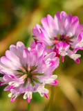 Bellfarm® Chinese Milk Vetch Seeds