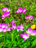 Bellfarm® Chinese Milk Vetch Seeds