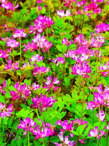 Bellfarm® Chinese Milk Vetch Seeds