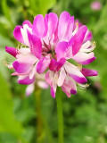 Bellfarm® Chinese Milk Vetch Seeds