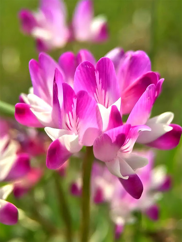 Bellfarm® Chinese Milk Vetch Seeds