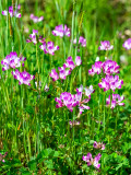 Bellfarm® Chinese Milk Vetch Seeds