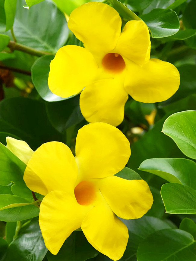 Mandevilla Sanderi, Yellow